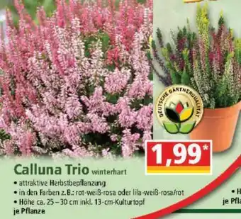 Norma Calluna Trio winterhart Angebot
