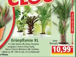 Norma Grünpflanze XL Angebot