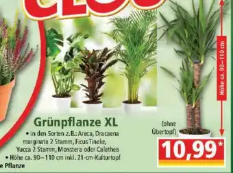 Norma Grünpflanze XL Angebot