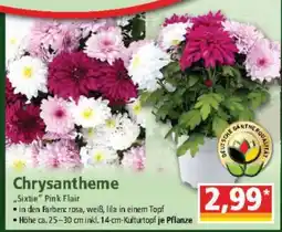 Norma Chrysantheme Angebot