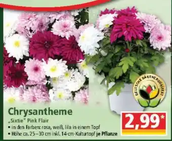 Norma Chrysantheme Angebot