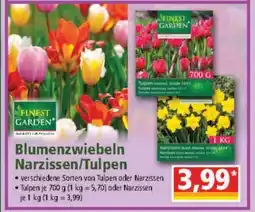 Norma Blumenzwiebeln Narzissen/Tulpen Angebot