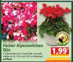 Norma Fächer Alpenveilchen Djix Angebot