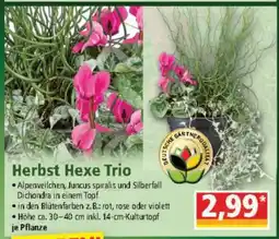 Norma Herbst Hexe Trio Angebot