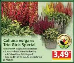 Norma Calluna vulgaris Trio Girls Special Angebot
