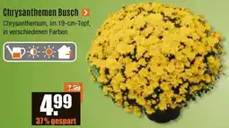 V Baumarkt Chrysanthemen Busch Angebot