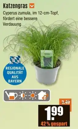 V Baumarkt Katzengras Angebot