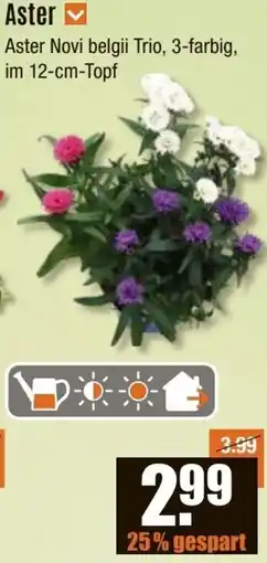 V Baumarkt Aster Angebot