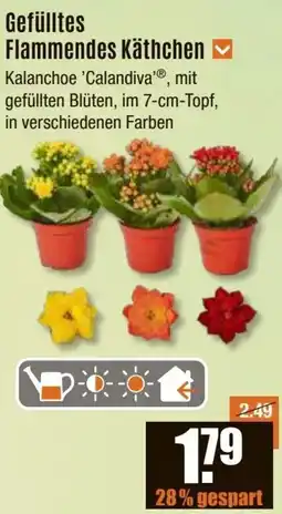 V Baumarkt Gefülltes Flammendes Käthchen Angebot