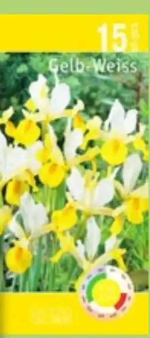 Thomas Philipps Iris Pflanzen Angebot