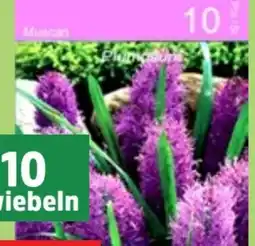 Thomas Philipps Muscari Angebot
