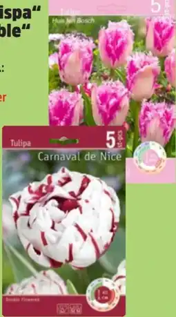 Thomas Philipps Tulpen Crispa Angebot