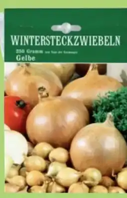 Thomas Philipps Presto Wintersteckzwiebeln Angebot