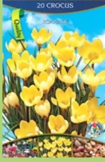 Thomas Philipps Krokus Attraktiv Angebot