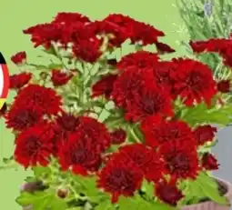 Thomas Philipps Chrysanthemen Patio Mum Angebot
