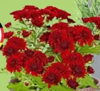 Thomas Philipps Chrysanthemen Patio Mum Angebot