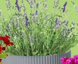 Thomas Philipps Lavendel Angebot