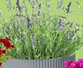 Thomas Philipps Lavendel Angebot