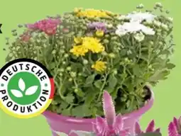 Thomas Philipps Chrysanthemen-Mix Angebot