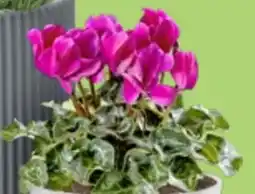 Thomas Philipps Alpenveilchen Cyclamen Angebot
