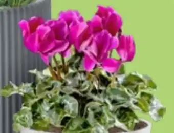 Thomas Philipps Alpenveilchen Cyclamen Angebot