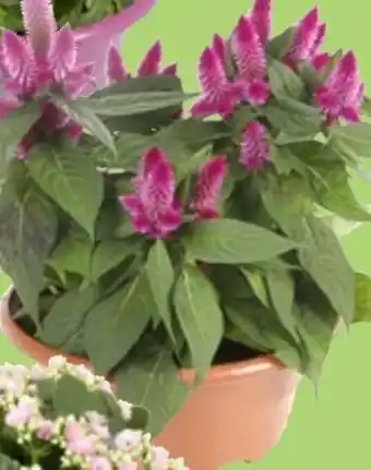 Thomas Philipps Celosia Angebot