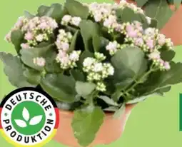 Thomas Philipps Kalanchoe Perfecta Angebot
