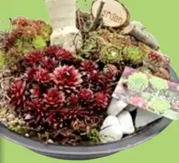 Thomas Philipps Sempervivum Angebot
