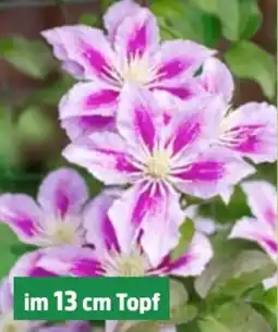 Thomas Philipps Clematis XXL Angebot