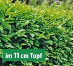 Thomas Philipps Kirschlorbeer Angebot