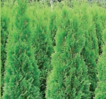 thuja gegen graue haare Haarfarbe gegen graue Haare | Tönungsshampoo ohne Ammoniak main image 1