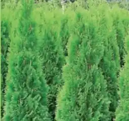 Thomas Philipps Thuja Smaragd Angebot