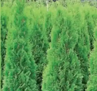 Thomas Philipps Thuja Smaragd Angebot