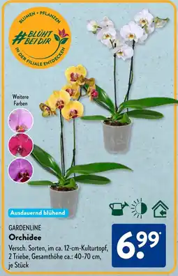 Aldi Süd GARDENLINE Orchidee Angebot