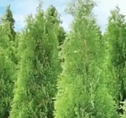 Thomas Philipps Thuja Brabant Angebot