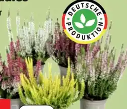 Thomas Philipps Beauty Ladies Calluna Angebot
