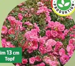 Thomas Philipps Bodendeckerrose Angebot