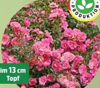 Thomas Philipps Bodendeckerrose Angebot