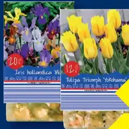 Lidl Hollandische Blumenzwiebeln Angebot