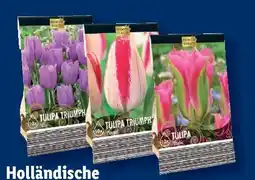 Lidl Blumenzwiebel-Highlights Angebot