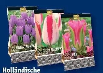 Lidl Blumenzwiebel-Highlights Angebot