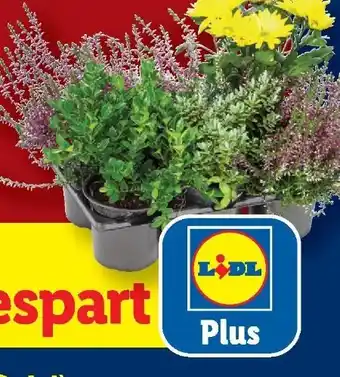 Lidl Herbstpflanzenmix Angebot