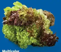 Lidl Salat Multicolor Angebot