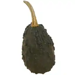 toom Baumarkt Toom Zierkürbisse Angebot