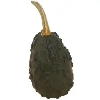 toom Baumarkt Toom Zierkürbisse Angebot