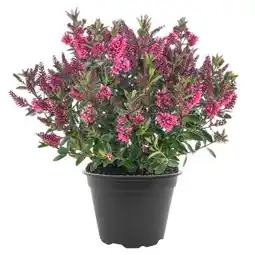toom Baumarkt Veronika Hebe All Blooms Angebot