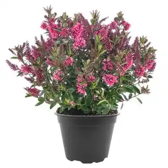 toom Baumarkt Veronika Hebe All Blooms Angebot