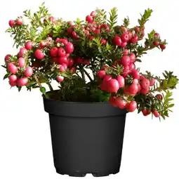 toom Baumarkt Toom Torfmyrte Angebot