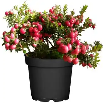 toom Baumarkt Toom Torfmyrte Angebot