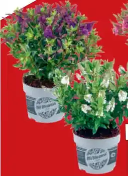 toom Baumarkt Strauchveronika All Blooms Angebot